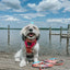 Dog Adjustable Harness - Bikini Bod