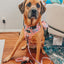 Dog Leash - Good Vibes
