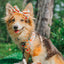 Dog Adjustable Harness - Simply the Zest