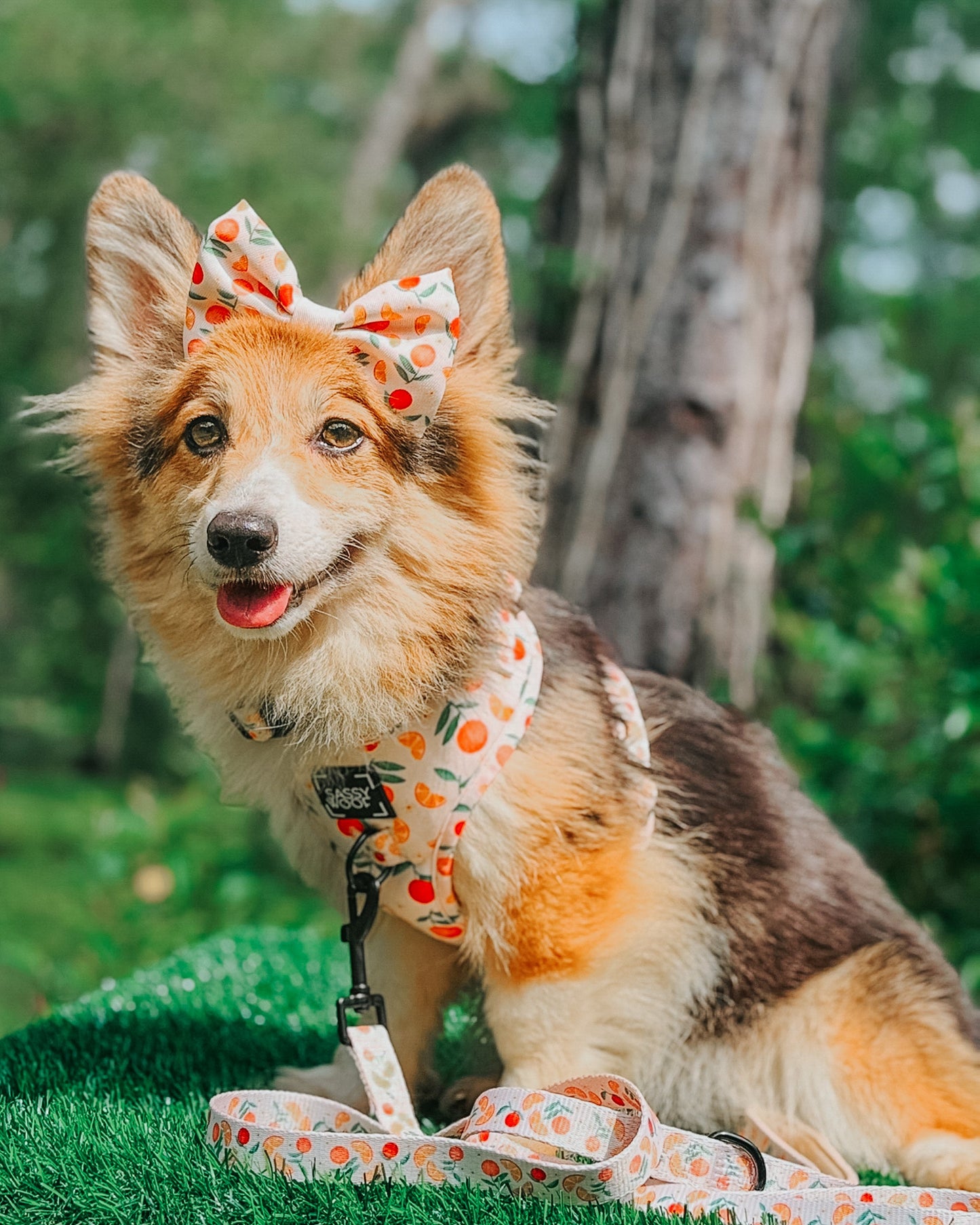 Dog Adjustable Harness - Simply the Zest