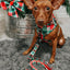 Dog Collar - Jingle Barks