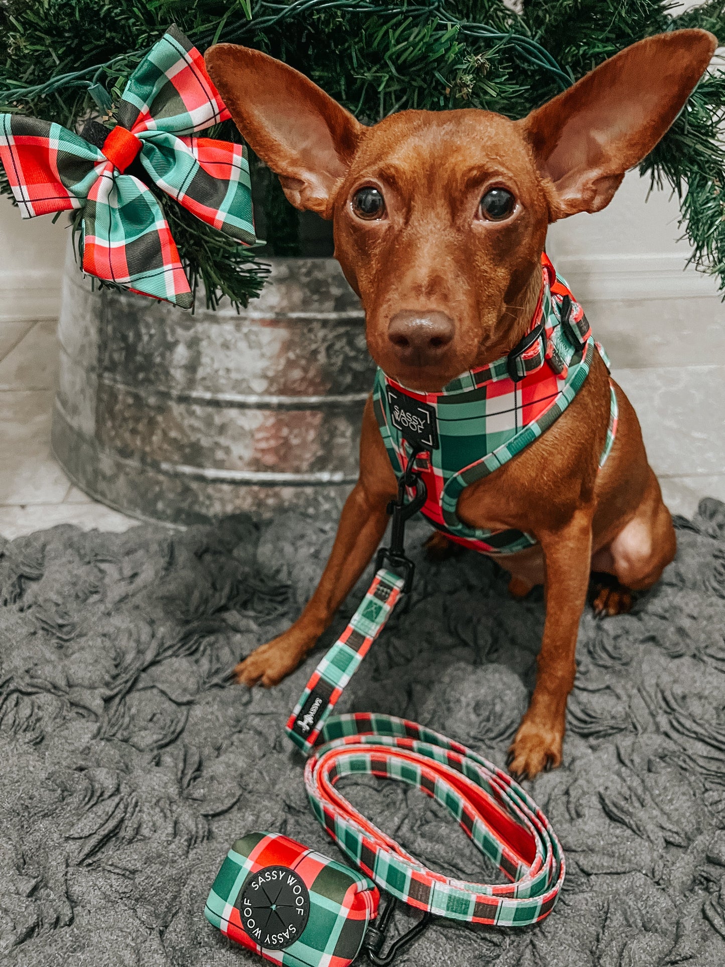 Dog Collar - Jingle Barks