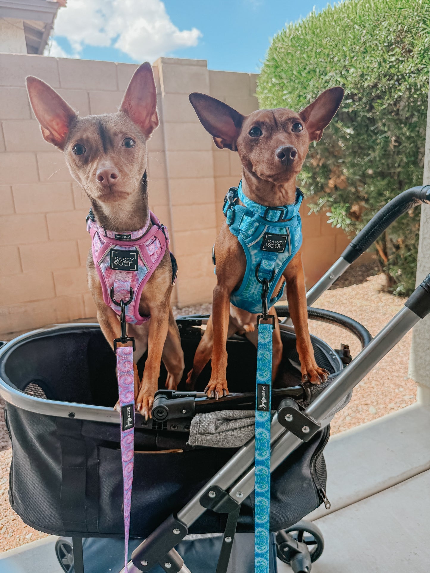Dog Step-in Harness - Purple Haze