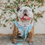 Dog Adjustable Harness - Care Bears™ Care-a-Lot