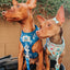 Dog Adjustable Harness - Care Bears™ Grumpy Bear